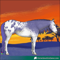 Horse Color:Watercolor White Spotted Chestnut Blanket 