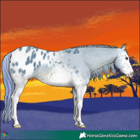 Horse Color:Watercolor White Spotted Chestnut Appaloosa