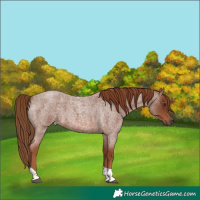 Horse Color:Red Roan Tobiano Rabicano