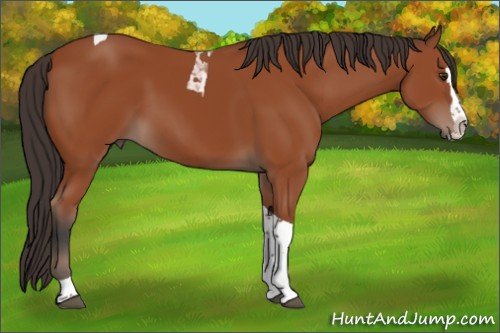Horse Color:Bay Splash Tobiano Rabicano 