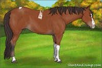 Horse Color:Bay Splash Tobiano Rabicano 