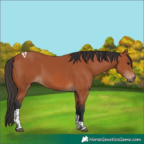 Horse Color:Bay Tobiano Rabicano