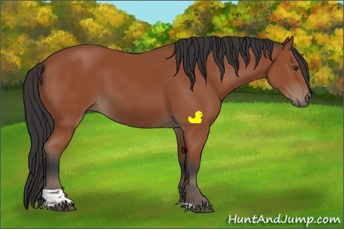 Horse Color:Bay Tobiano Rabicano