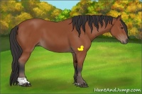 Horse Color:Bay Tobiano Rabicano 