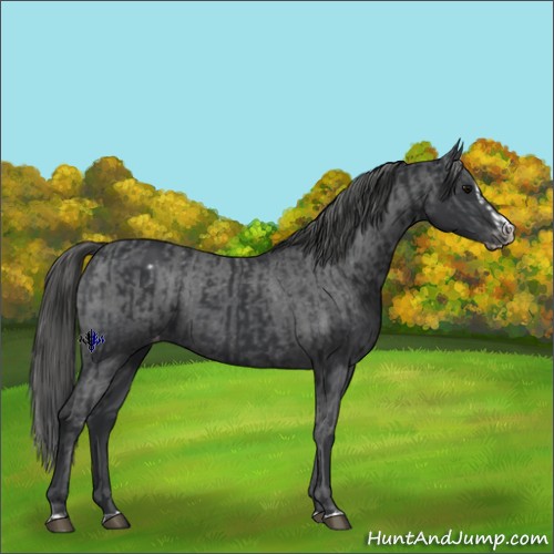 Horse Color:Black Appaloosa  and Black Splash Appaloosa 