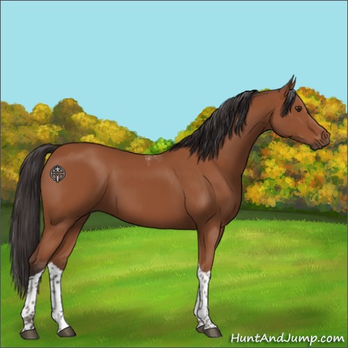 Horse Color:Bay Tobiano Rabicano