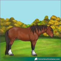 Horse Color:Bay Tobiano Rabicano 