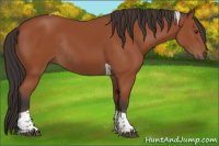 Horse Color:Bay Tobiano Rabicano 