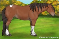 Horse Color:Bay Tobiano Rabicano 