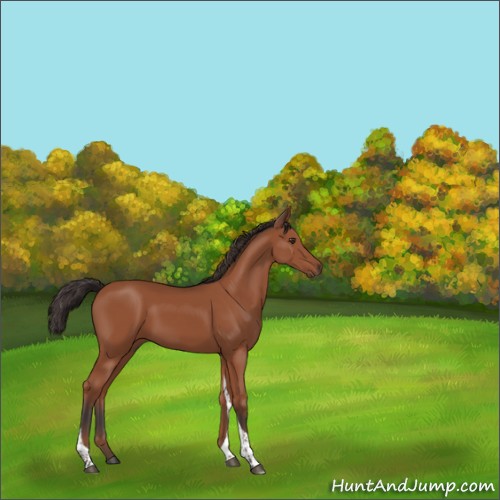 Horse Color:Bay Tobiano Rabicano 