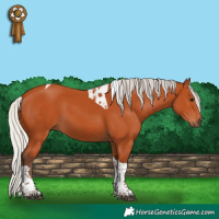 Horse Color:Silver Bay Tobiano Rabicano