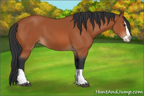 Horse Color:Bay Splash 