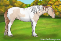 Horse Color:Gold Champagne Roan Dun Splash Tobiano Frame Appaloosa Rabicano 