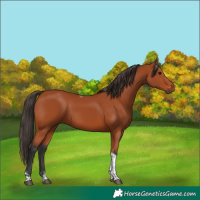 Horse Color:Bay Tobiano Rabicano 