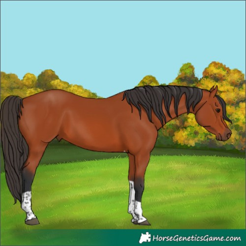 Horse Color:Bay Tobiano Rabicano 