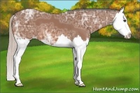 Horse Color:Silver Bay Ice Splash 