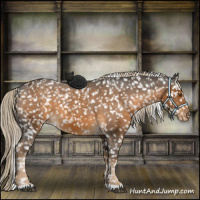 Horse Color:Chocolate Palomino Roan Appaloosa