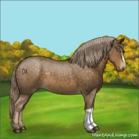 Horse Color:Chocolate Palomino Roan