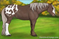 Horse Color:Silver Black Appaloosa 