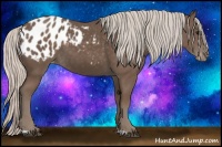 Horse Color:Silver Black Appaloosa 