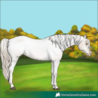 Horse Color:Chocolate Palomino Roan Appaloosa