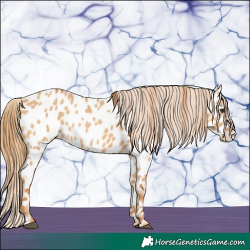 Horse Color:Red Dun Near Leopard