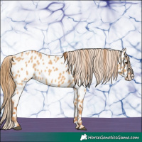 Horse Color:Red Dun Near Leopard 