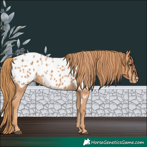Horse Color:Chestnut Appaloosa 