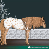 Horse Color:Chestnut Appaloosa 