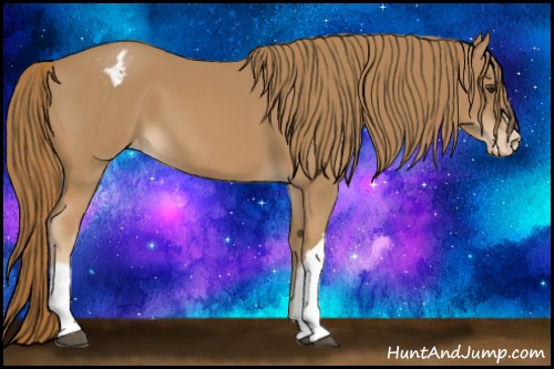 Horse Color:Chestnut Appaloosa 