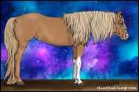 Horse Color:Chestnut Appaloosa 