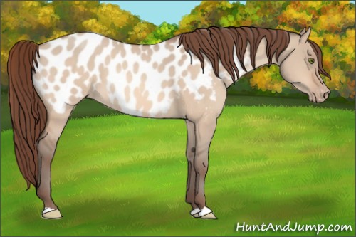 Horse Color:Amber Champagne Dun Appaloosa 