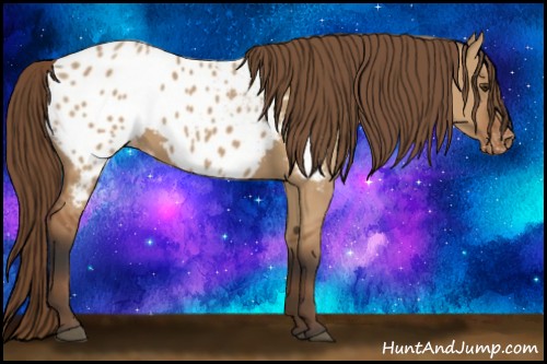 Horse Color:Bay Dun Appaloosa 