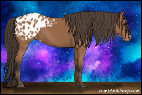 Horse Color:Bay Appaloosa 