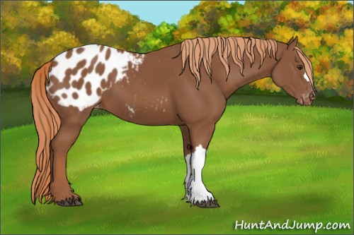 Horse Color:Chestnut Appaloosa