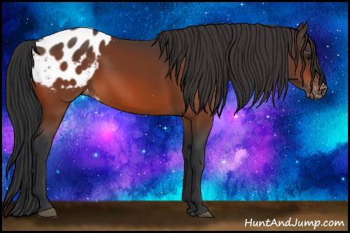 Horse Color:Bay Appaloosa 