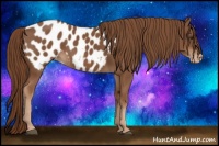 Horse Color:Chestnut Appaloosa 
