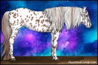 Horse Color:Chestnut Appaloosa 