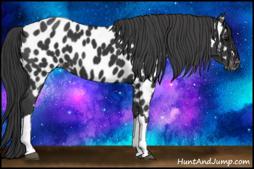 Horse Color:Black Appaloosa 