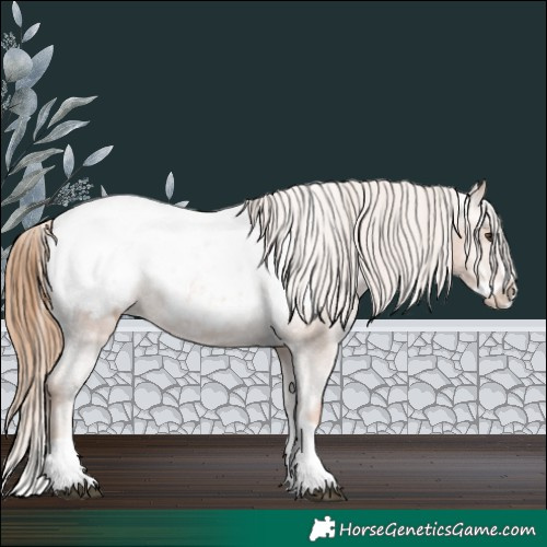 Horse Color:Chestnut Splash Appaloosa 