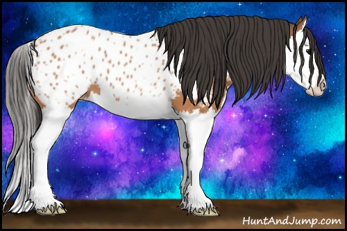 Horse Color:Bay Splash Appaloosa 