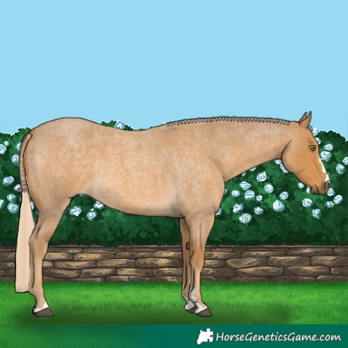 Horse Color:Palomino Roan 