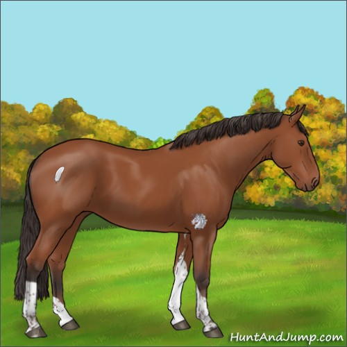 Horse Color:Bay Tobiano Rabicano