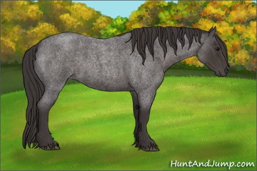 Horse Color:Smoky Blue Roan 