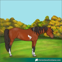 Horse Color:Bay Tobiano Rabicano