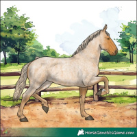 Horse Color:Palomino Roan 