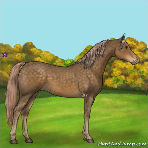 Horse Color:Chocolate Palomino Roan 