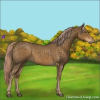 Horse Color:Chocolate Palomino Roan 