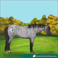 Horse Color:Smoky Blue Roan 