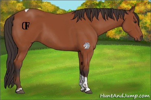 Horse Color:Bay Tobiano Rabicano 